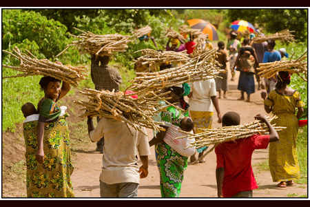  GLCI  beneficiaries walk away with bundles of cassava stems, to cut, transplant and produce new crops.