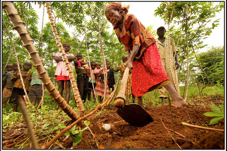 A Kenyan woman digs cassava roots in field.