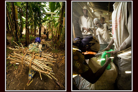  GLCI  beneficiaries (L) walk away with bundles of cassava stems, to cut, transplant and produce new crops. Fermented cassava root (R) is ground in a roadside mill in the Democratic Republic of Congo.