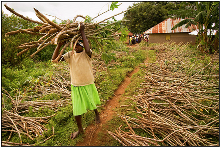 A GLCI beneficiary walks away with a bundle of cassava stems, to cut, transplant and produce a new crop.