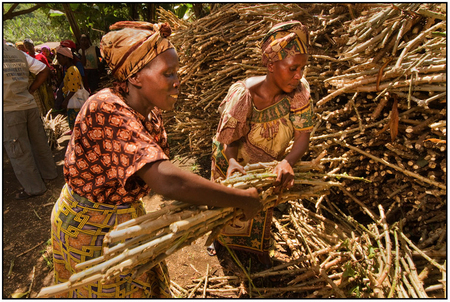 Cassava seed is distributed to a happy GLCI beneficiary in the Dem. Rep. of Congo. 