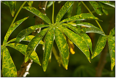 Diseased cassava plants, like this one, have caused serious declines in East African crop yields.