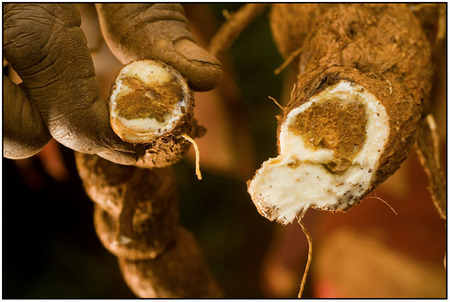 Cassava roots, are greatly stunted and rendered inedible as a result of disease pandemic.