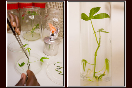Cassava plants are cloned in a Kenyan laboratory to create disease tolerant seed.