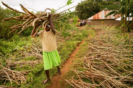 "Dispatches from the Field" pages 32 and 33. Photography, text and design for Great Lakes Cassava Initiative.