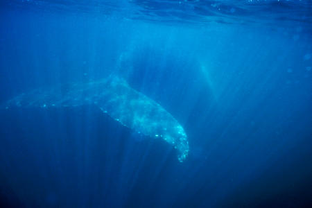 An humpback whale fluke propels itself through the water in the Gulf of Maine.