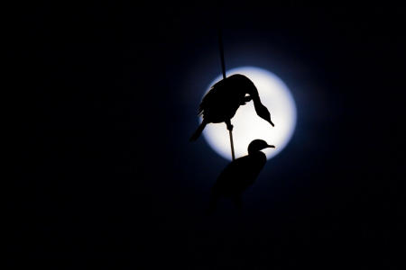 Twin crested cormorants, silhouetted against the full moon, roost on power lines in Maine.  