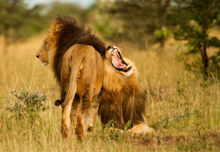 A male lion lets out a robust yawn while resting with a another male on Kenya's Masai Mara.