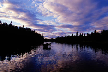 A bull moose feeds in the Allagash River in Maine.