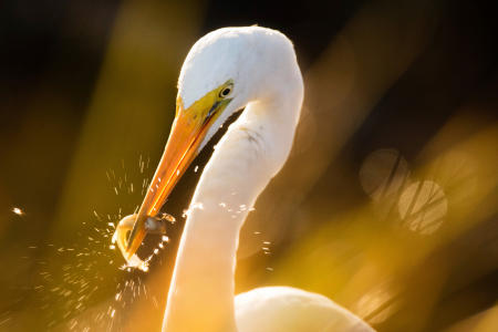 A great egret (Ardea alba) feeds on alewife frye in a Maine coast estuary.