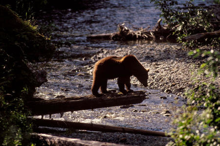 A brown bear looks for salmon, from an overhanging tree trunk on Admiralty Island in Alaska.      