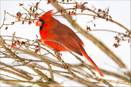 A male cardinal (cardinalis cardinalis) eats a berry from a winterberry bush in Vermont.