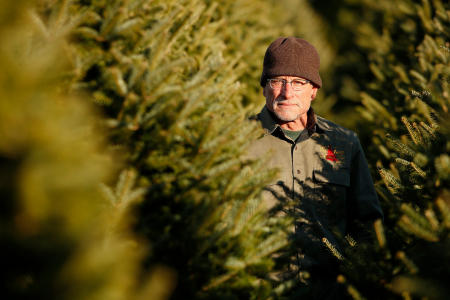Christmas tree farmer Jay Cox islands in his Cape Elizabeth, Maine field. For the Portland Press Herald.