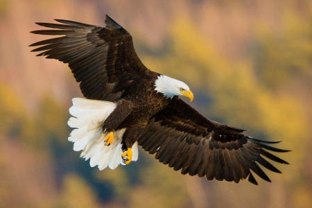 An American bald eagle descends towards the ice of a central Maine lake.