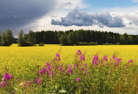 Bright yellow fields of rypsi, from which butter and oil are derived, and magenta horsma, contrast a vibrant cloud-highlighted sky in central Finland.