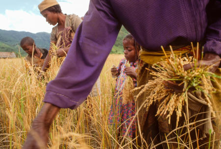 Three generations harvest paddy rice in the remote Madagascar village of Namahoaka.