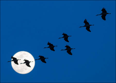Sandhill cranes fly across the rising full moon during their annual migration through Nebraska. 650,000, the vast majority of the specie's world population, stopover in the state to rest and feed before returning to their summer homes in the northern US, Canada, Alaska and Siberia.