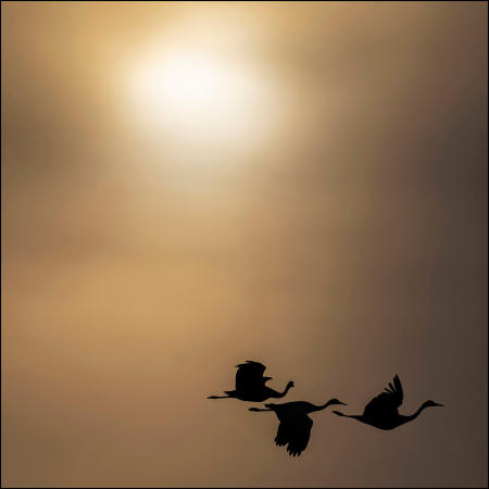 A trio of sandhill cranes  fly beneath the sun during their annual spring, northward migration migration through Nebraska.