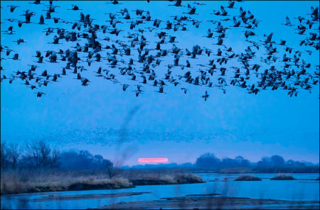 Sandhill cranes fly at dawn, from Nebraska's Platte River, where they spend nights, to the cornfields where they feed daily, during their annual migration stopover in the state.