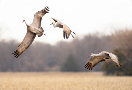Sandhill cranes ready to land in a Nebraska cornfield to feed during their annual northward spring migration stop in the state.