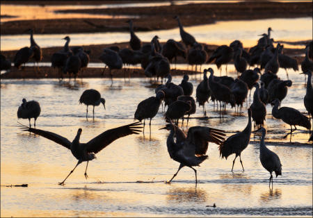 Two sandhill cranes frolic in the water of the Platte River during their annual northward spring migration through the state. 