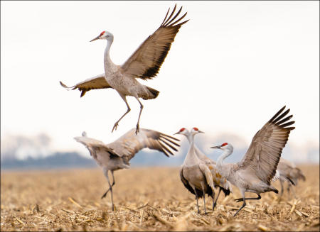 Sandhill cranes perform their customary dance, done by both males and females, in both breeding and non breeding seasons for bonding purposes. Cranes will entice others to participate, sometimes grabbing an object, like a cornstalk and throwing it into the air as they leap. 