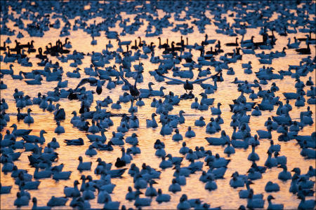 Snow geese swim, at dawn, in a lake at Middle Creek Wildlife Management area in Pennsylvania during a spring migration stopover, before resuming their journey to their Arctic home range. 
