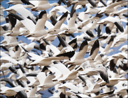 Snow geese, amongst a group numbering in the tens of thousands, fly en-masse from an eastern Pennsylvania field where they were feeding during a spring migration stop in March. Without any apparent signal the group stopped feeding, and in precise unison, flew away. Calculated using high definition aerial photography and a computer software count, 120,000 of the arctic waterfowl was the peak gathering at Middle Creek Wildlife Mgmt. Area in 2021. 