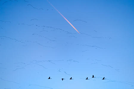 With the jet stream of an airliner above and six tundra swans below, hundreds of snow geese arrive at Middle Creek Wildlife Management area in eastern Pennsylvania, during their spring northward migration. The geese, with 2021 peak numbers of 120,000 at Middle Creek, were moving from their winter home in the Chesapeake region to their Arctic home range.