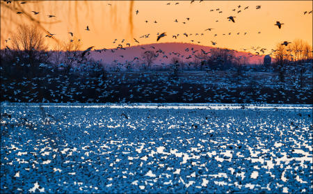 Snow geese swim and fly at dawn during a spring, northward migration stopover at Middle Creek Wildlife Management Area in eastern Pennsylvania. 