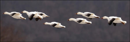 Snow geese fly in pairs at Middle Creek Wildlife Management Area in Pennsylvania during a spring migration stopover. They also mate for life and face the challenge of not losing one another when flying amongst groups sometimes numbering over 100,000 birds.