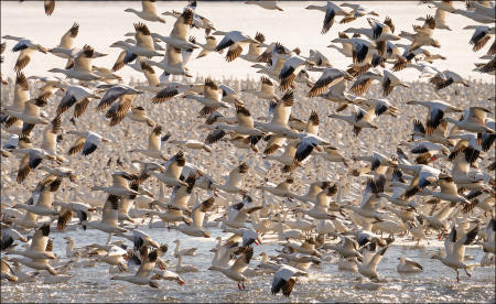 Some of thousands of snow geese fly at Middle Creek Wildlife Management Area in eastern Pennsylvania during a migration stopover for the Arctic water fowl in March. 