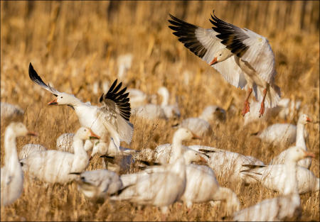 Snow geese land in a field to feed during a spring, northward migration stopover at Middle Creek Wildlife Management Area in eastern Pennsylvania. 