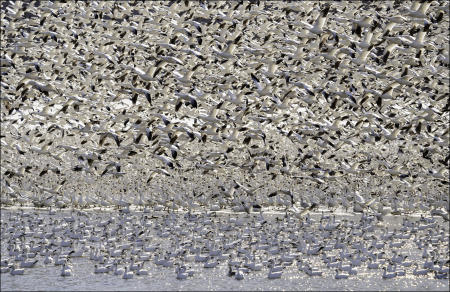 Tens of thousands of snow geese fly en-masse at Middle Creek Wildlife Management Area in eastern, Pennsylvania during a spring migration stopover in March. Calculated using high definition aerial photography and a computer software count, wildlife managers determined that the peak number of the Arctic waterfowl for the 2021 migration was 120,000. 