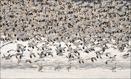 Thousands of snow geese fly over four tundra swan, on a frozen portion of a lake at Middle Creek Wildlife Management Area in eastern, Pennsylvania in March. Calculated using high definition aerial photography and a computer software count, wildlife managers determined that the peak number of the Arctic waterfowl for the 2021 migration was 120,000. 