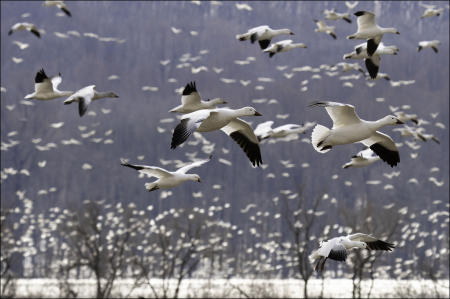 Snow geese fly from lake to field, to feed, at Middle Creek Wildlife Management Area in eastern, Pennsylvania during a spring, northern migration stop in March.