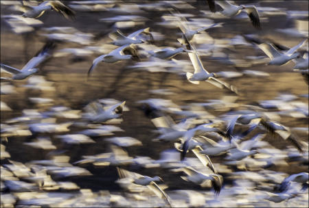 Some of thousands of snow geese fly at Middle Creek Wildlife Management Area in eastern Pennsylvania during a migration stopover for the Arctic water fowl in March. 
