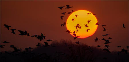 Snow geese fly in front of the the rising sun at Middle Creek Wildlife Management Area in eastern, Pennsylvania. Wintering in the Chesapeake region, the arctic waterfowl were migrating back to their home range. 