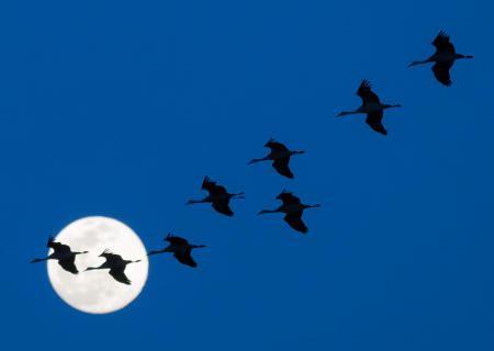 Sandhill cranes fly in front of the moon during a spring migration stopover in central Nebraska.