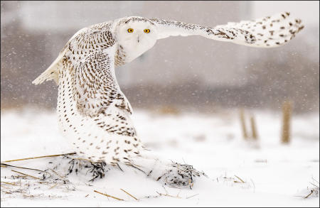 A female snowy owl launches into flight from her ground perch while wintering on the Maine coast from their home range in the Arctic.
