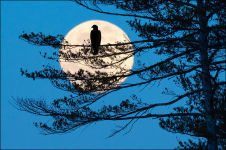 A bald eagle, perched in a tree on a western Maine lake, is silhouetted against the rising full moon.