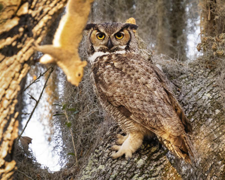A great horned owl {Bubo virginianus} looks inquisitively at a squirrel climbing in the nesting owl's tree on Florida's Gulf Coast.