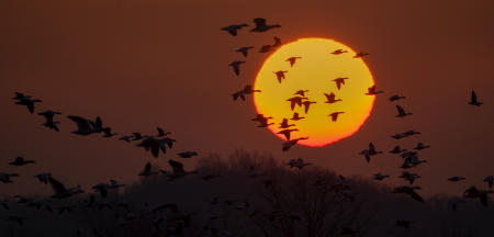 Snow geese fly in front of the the rising sun at Middle Creek Wildlife Management Area in eastern, Pennsylvania. Wintering in the Chesapeake region, the arctic waterfowl were migrating back to their home range in the Arctic.