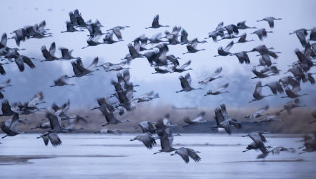 Sandhill cranes fly at dawn, from Nebraska's Platte River, where they spend the night, to the cornfields where they feed daily, during their annual migration stopover in the state.