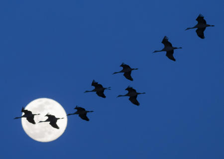 Sandhill cranes fly across the rising full moon during their annual migration through Nebraska. 650,000, the vast majority of the specie's world population, stopover in the state to rest and feed before returning to their summer homes in the northern US, Canada, Alaska and Siberia.