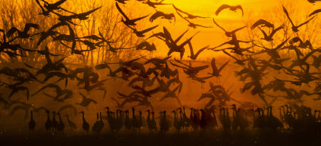 Dozens of sandhill cranes fly from a Nebraska cornfield at sunrise during their annual spring northward migration stopover in the state. 650,000, the vast majority of the specie's world population, return through the region on the way to their summer range in the northern US, Canada, Alaska and Siberia.