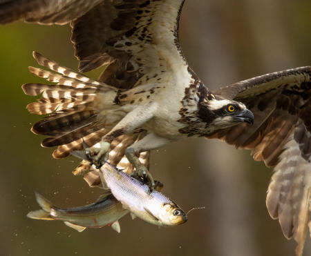 An osprey flies away with a double catch while fishing for alewives in a coastal Maine tidal river during the herring specie's annual spawning run.