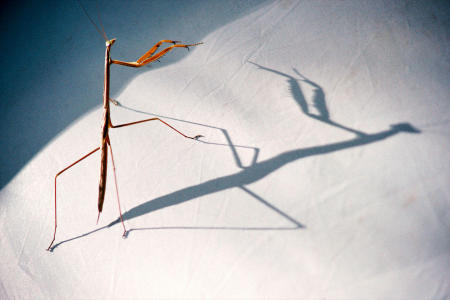 A praying mantis casts a shadow on a tents outer surface in Isalo National Park in Madagascar's southwest.