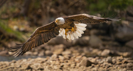 A bald eagle launches after picking up an alewife dropped by an osprey on a coastal Maine riverbank.