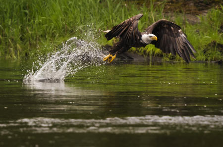 A bald eagle flies low over a central Maine river after snaring an alewife.